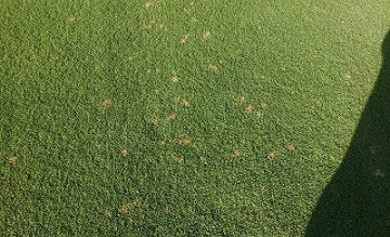 Fungicides