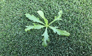 Herbicides, Spray Adjuvants and Marking